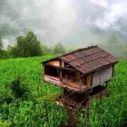 Ձայն Համշենական - լոգոտիպ